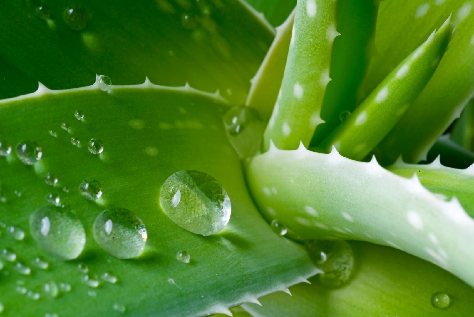 Why to use Aloe vera for body