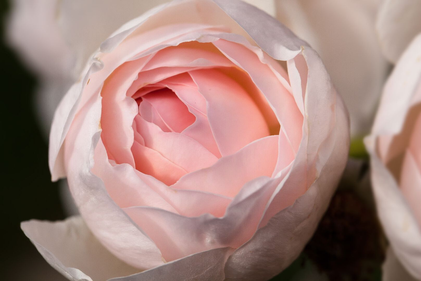 Calming Rosacea Down