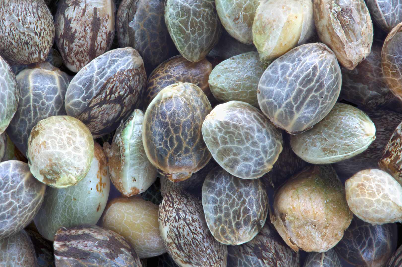 hemp seed oil skin care