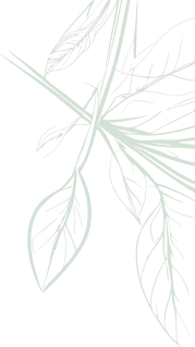decorative_image