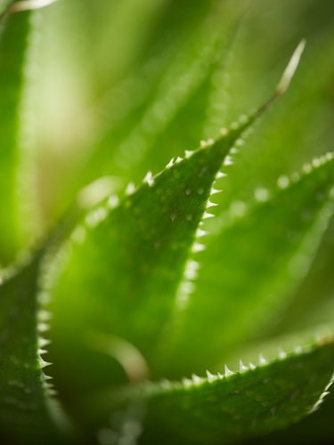 How Useful Aloe Vera Is In Skin Care