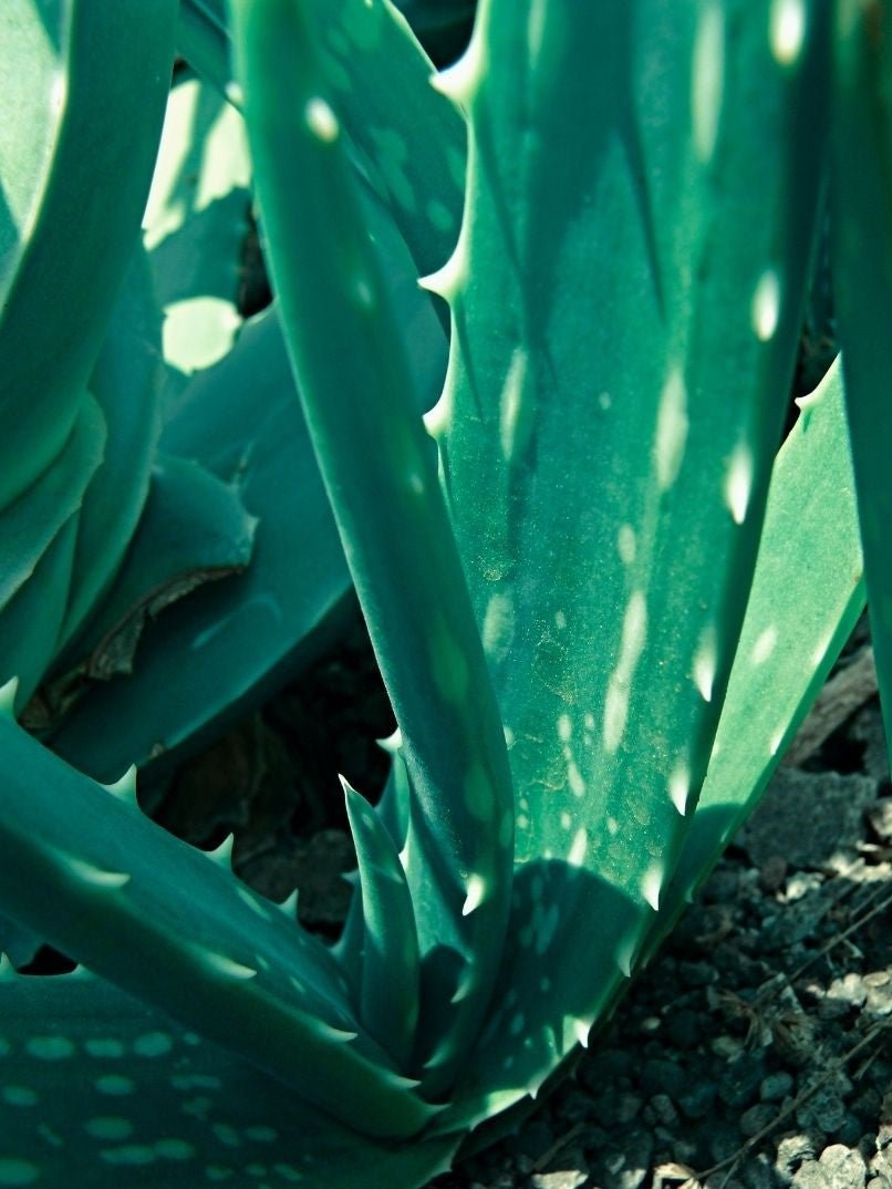 The Truth Behind Aloe Vera Benefits
