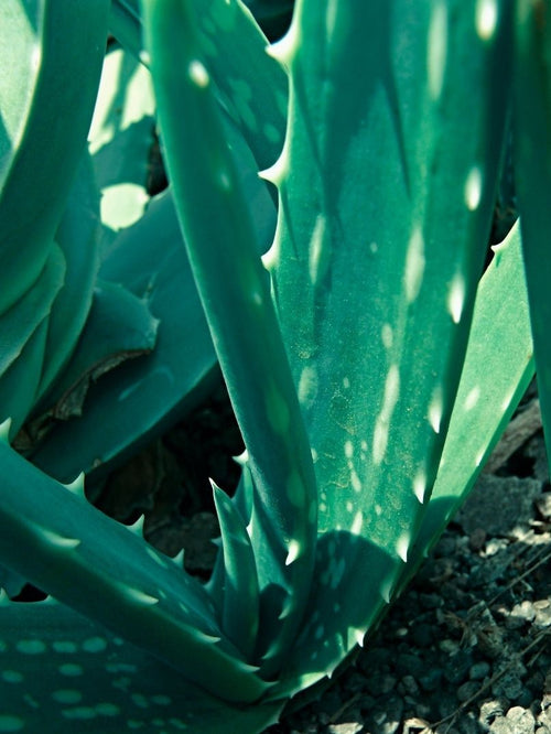 The Truth Behind Aloe Vera Benefits