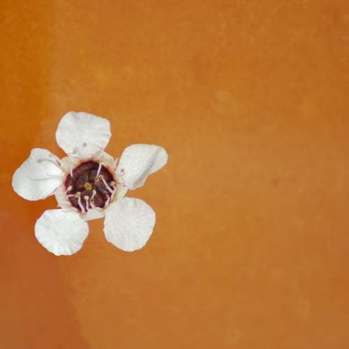 benefits of manuka honey