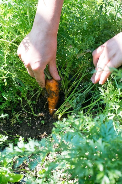 The Complete Guide to Carrot Extract