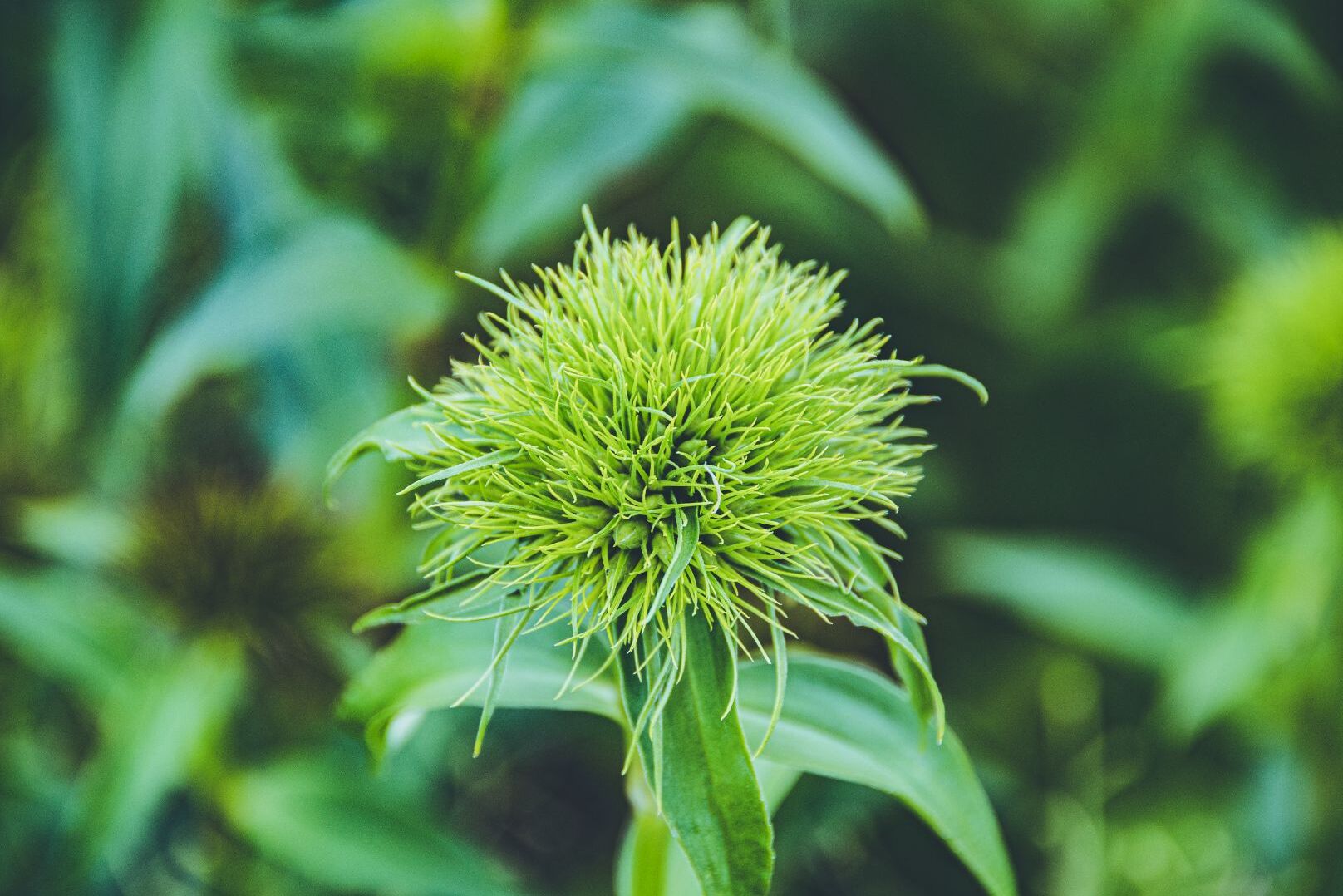 cehami flower extract benefits