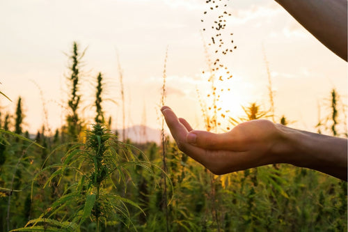 Benefits For Using Hemp Seed Oil In Skin Care