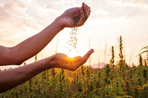 What are the Benefits of Hemp Seed Oil in Skin Care?