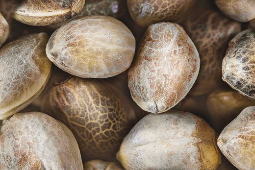 Uses of Hemp Seed Oil In Skin Care