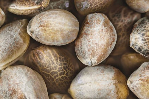 Uses of Hemp Seed Oil In Skin Care