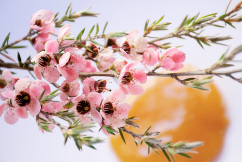 manuka honey and mgo