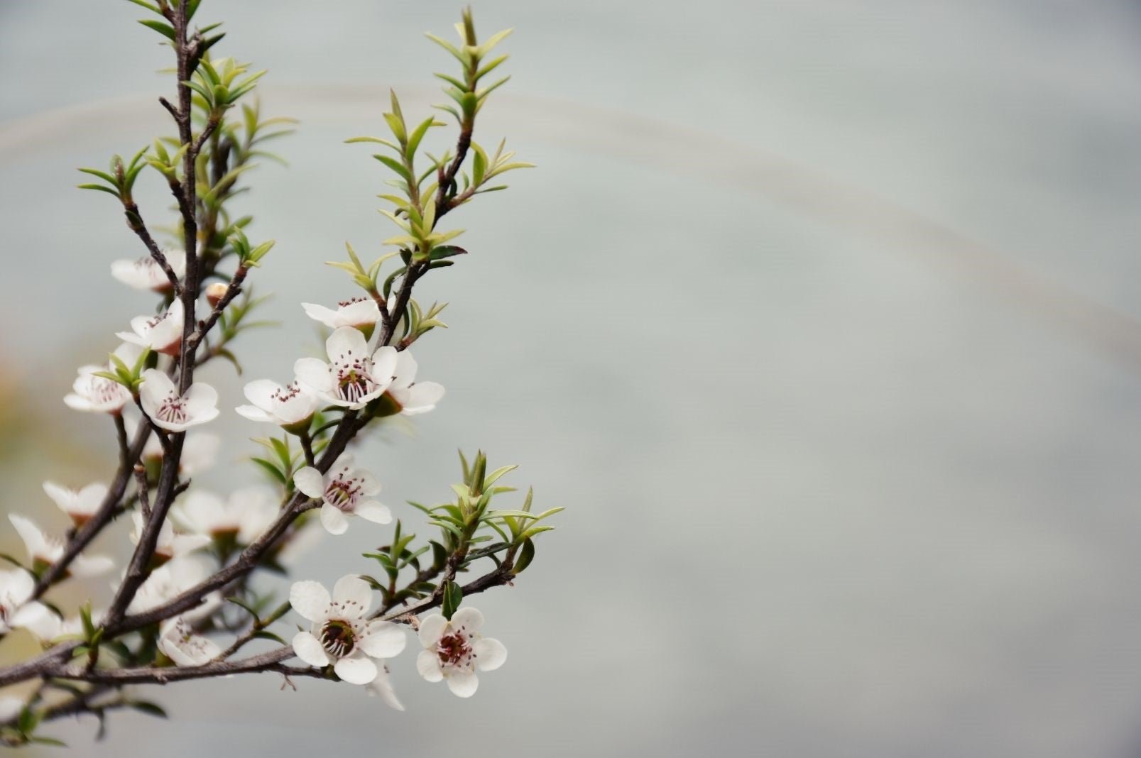 Why is Manuka Honey Used in Skin Care?