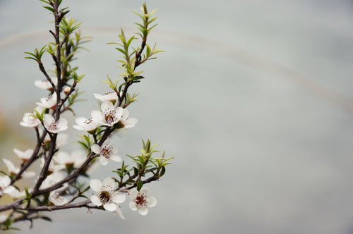 Why is Manuka Honey Used in Skin Care?