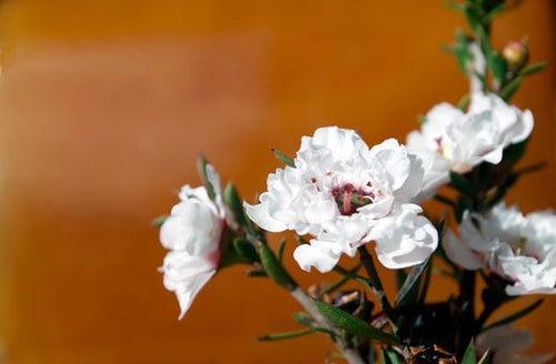 try For Your Psoriasis